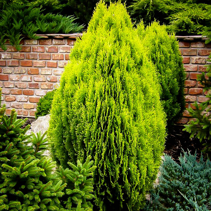 Thuja Orientalis