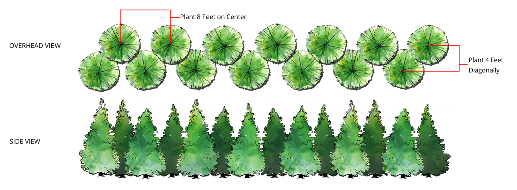 Tree Planting Spacing Chart Tree Planting Spacing Chart