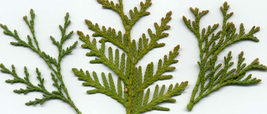 Thuja Occidentalis Foliage