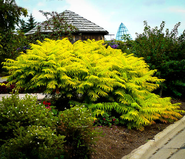 Tiger Eyes Sumac For Sale Online | The Tree Center