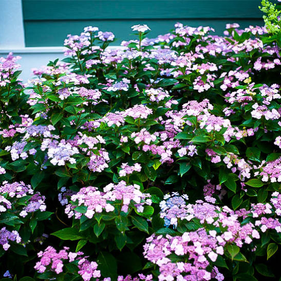 Tiny Tuff Stuff® Mountain Hydrangeas For Sale The Tree Center™