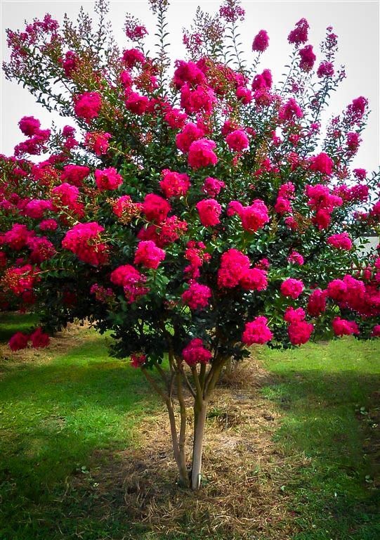 Crape Myrtle Size Chart