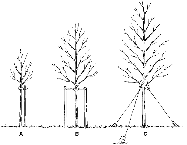 How to Stake A Tree