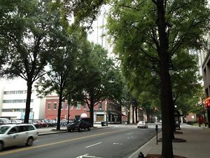 trees-for-shade-in-city