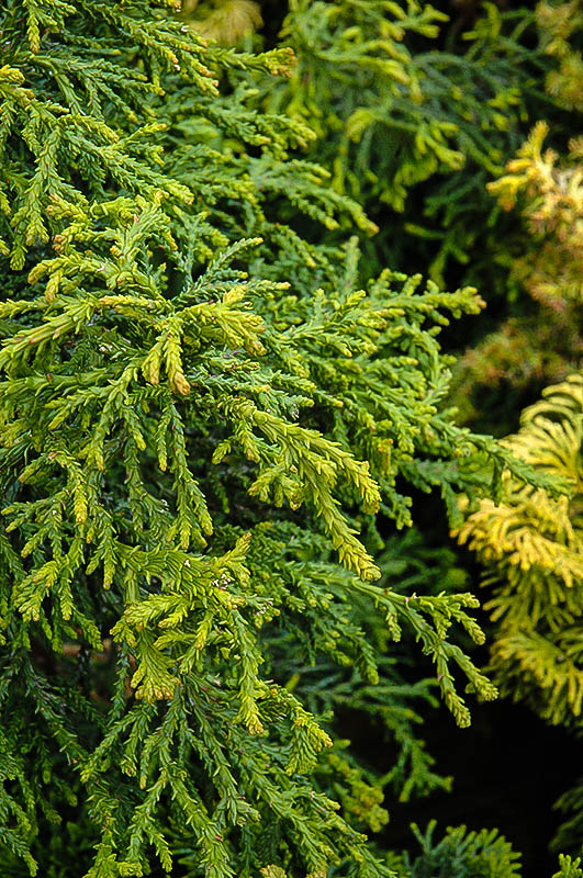 Twisted Hinoki Cypress Shrubs For Sale The Tree Center™