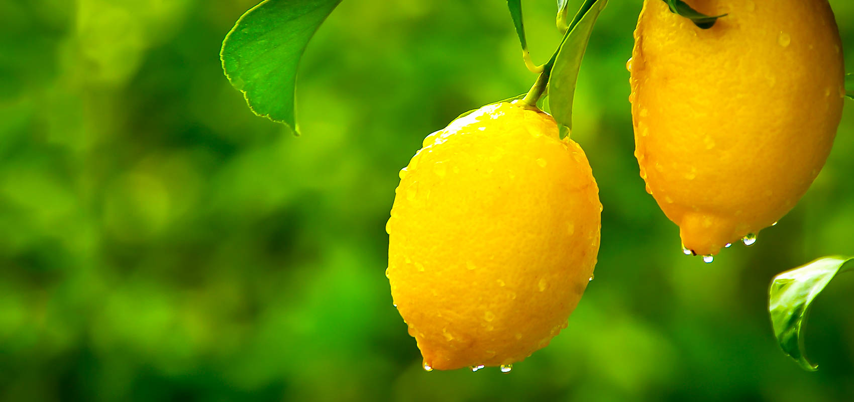 Buy Trees Online with Free Shipping The Tree Center™