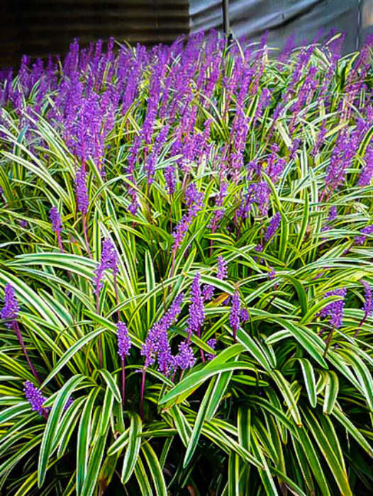 Ornamental Grasses