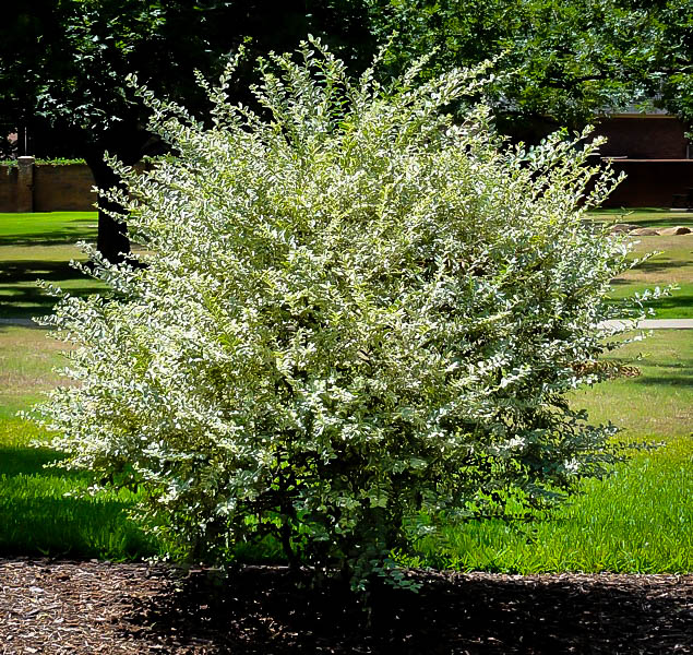 Variegated Privet | The Tree Center™