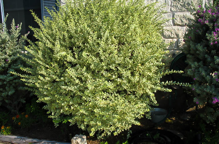 Variegated Privet Shrubs For Sale Online | The Tree Center™