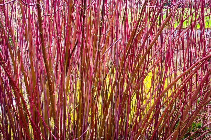 Variegated Red Twig Dogwood For Sale Online | The Tree Center™