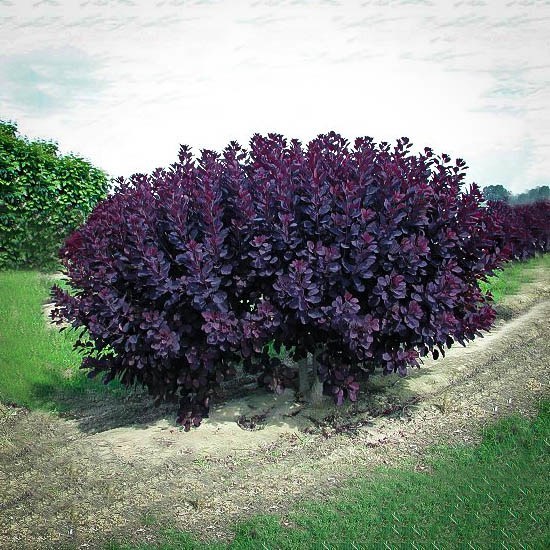 Velvet Cloak Smoke Tree For Sale Online | The Tree Center