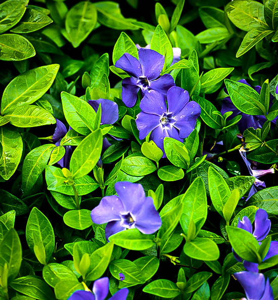 Vinca Minor "Bowles" Periwinkle Plants For Sale The Tree Center™