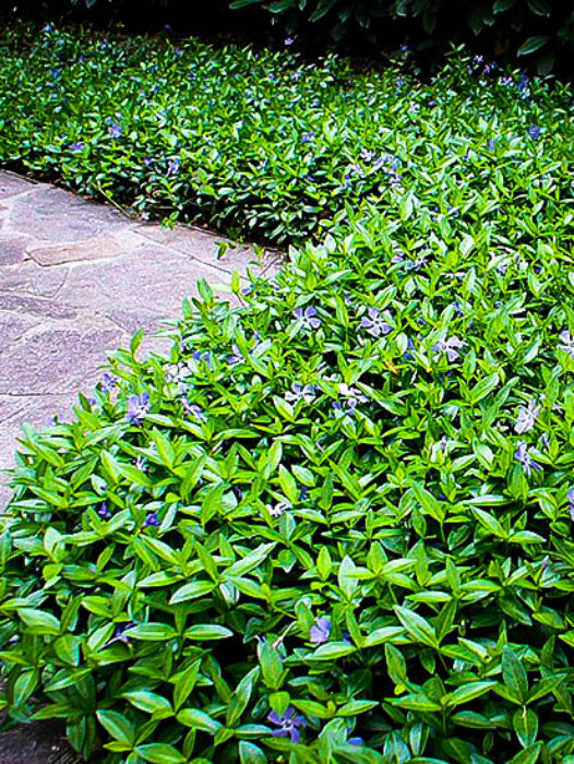 Groundcover Plants
