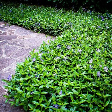 Groundcover Plants For Shady Places, Good Ground Cover For Shade