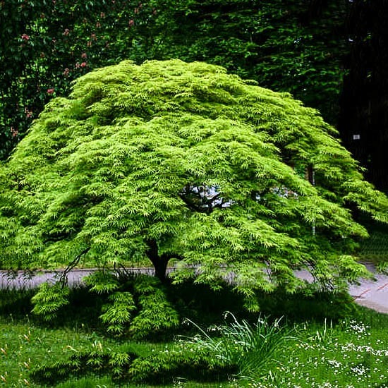 Weeping Japanese Maple Viridis For Sale Online | The Tree Center