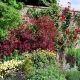 Save Space and Add Beauty – Grow Shrubs Against a Wall