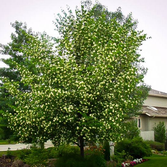 Washington Hawthorn Trees For Sale Online The Tree Center™