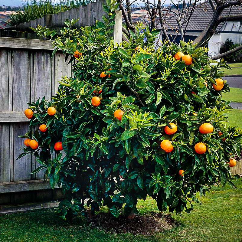 cutie orange trees for sale cutie orange trees for sale