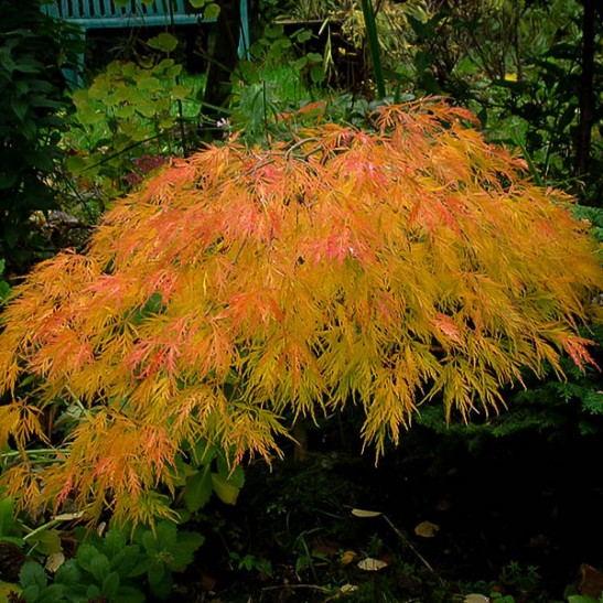 growing waterfall japanese maple growing waterfall japanese maple