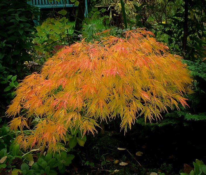 Beautiful Waterfall Japanese Maple Tree