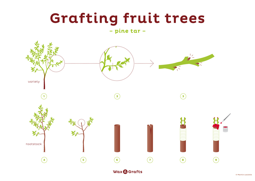 Grafting Fruit Trees The Tree Center™ 
