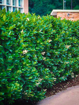Image result for privet hedges