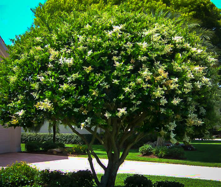 Waxleaf Privet The Tree Center Plant