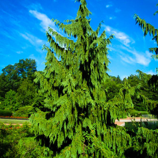 Weeping Alaskan Cedar For Sale Online Weeping Alaskan Cedar For Sale Online