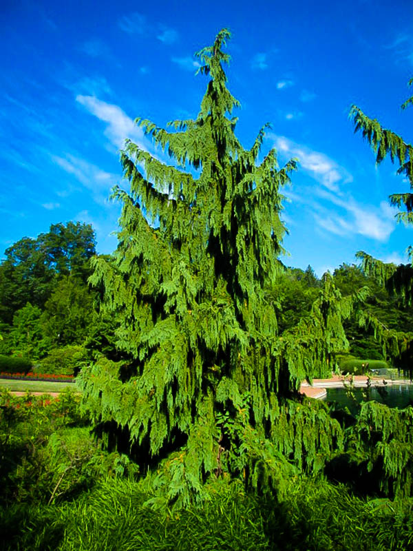 Weeping Alaskan Cedar For Sale Online | The Tree Center