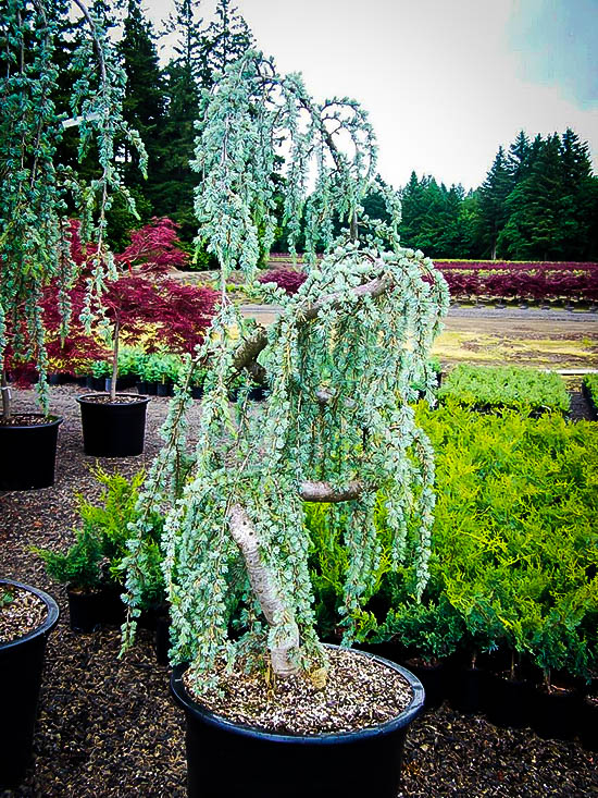 Weeping Blue Atlas Cedar The Tree Center Home Cedar Treesweeping Blue Atlas Sold Out