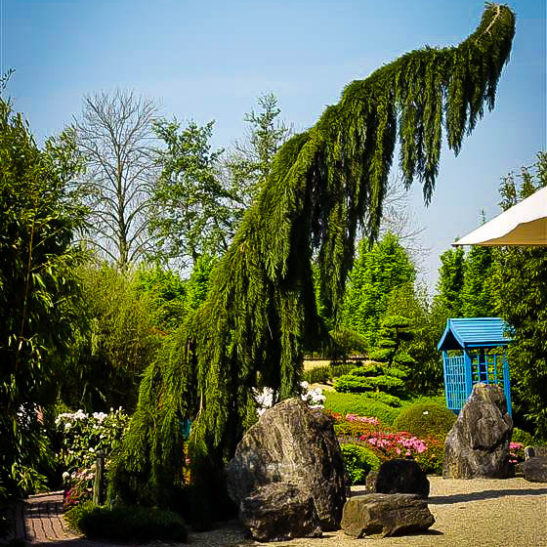 Weeping Giant Sequoia Trees For Sale Online The Tree Center™