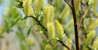 Willow on sale tree flowers