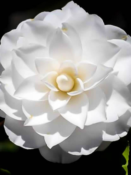 Camellias