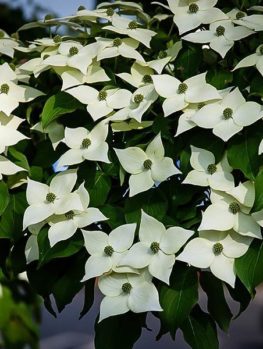 Dogwood Tree Facts Everything You Need To Know About Dogwoods White Kousa Dogwood