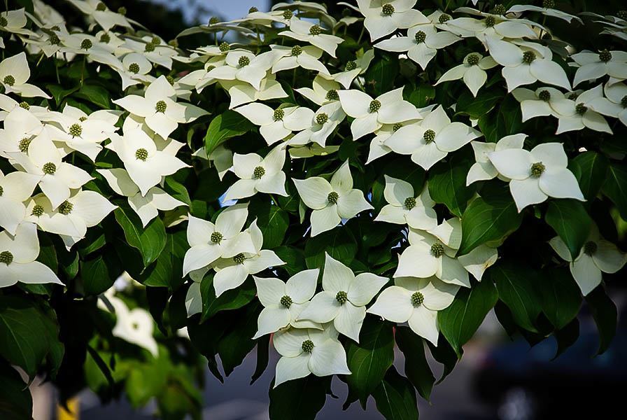 Dogwood Tree Pruning How And When To Trim A Dogwood Tree