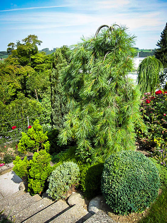White Weeping Pine For Sale The Tree Center
