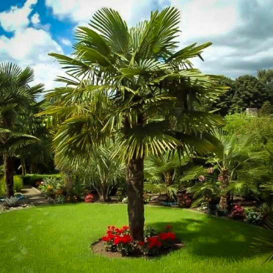 Windmill Palm For Sale | The Tree Center™