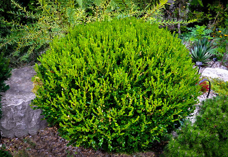 Winter Gem Boxwoods For Sale Online The Tree Center™