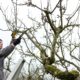 Useful Tips for Pruning Fruit Trees