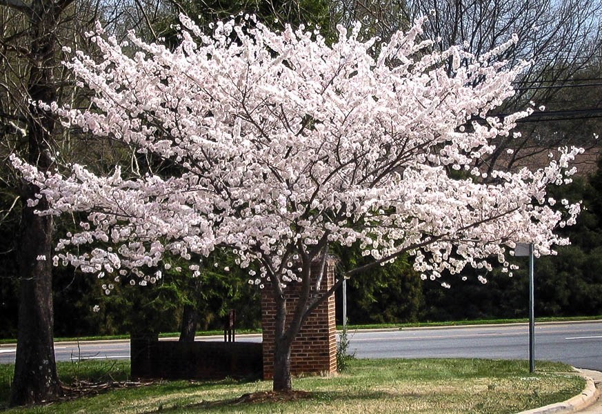 Yoshino Cherry Tree In Bloom