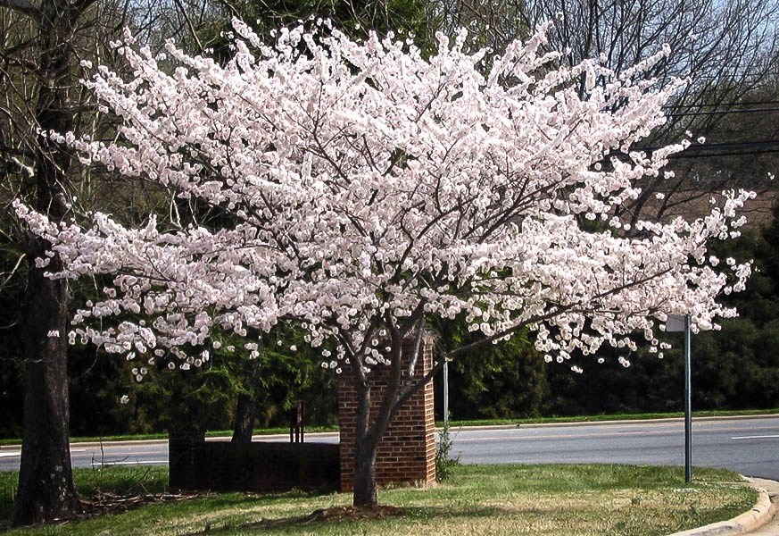 Cherry Blossom Tree Review Guide Tips For Cherry Blossom Trees