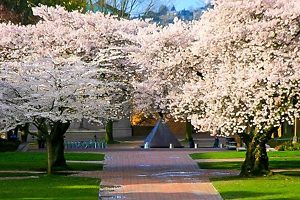 Group of Yoshino Cherry Trees