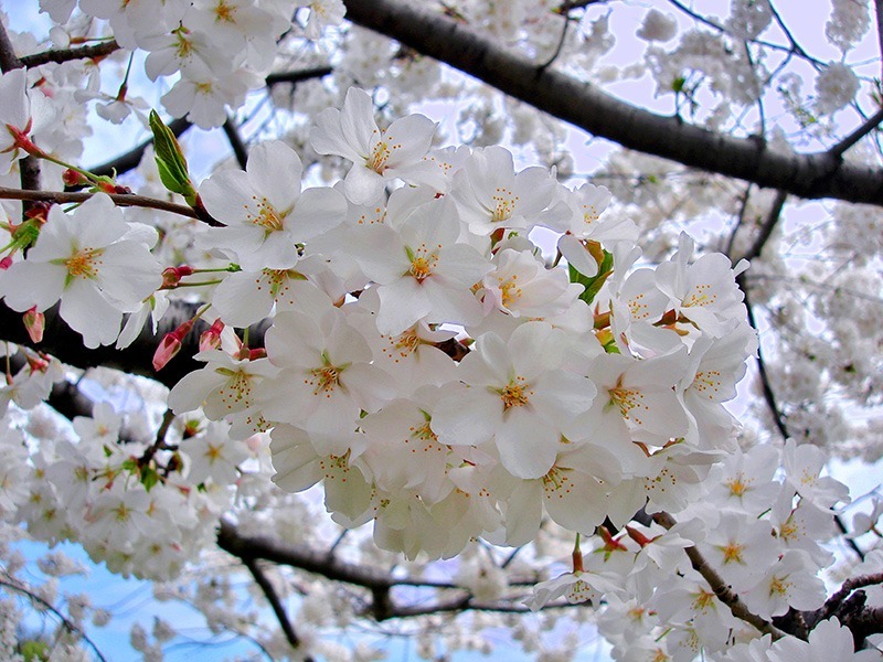 Closeup of Cherry Blossom Flowers