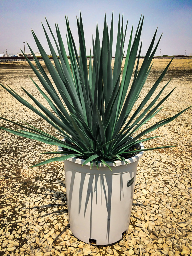 Blue Sentry Yucca Plants For Sale The Tree Center™