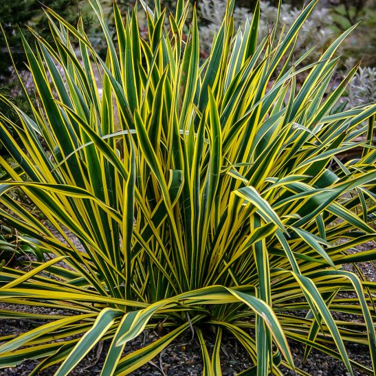 Bright Edge Yucca Plants For Sale The Tree Center™