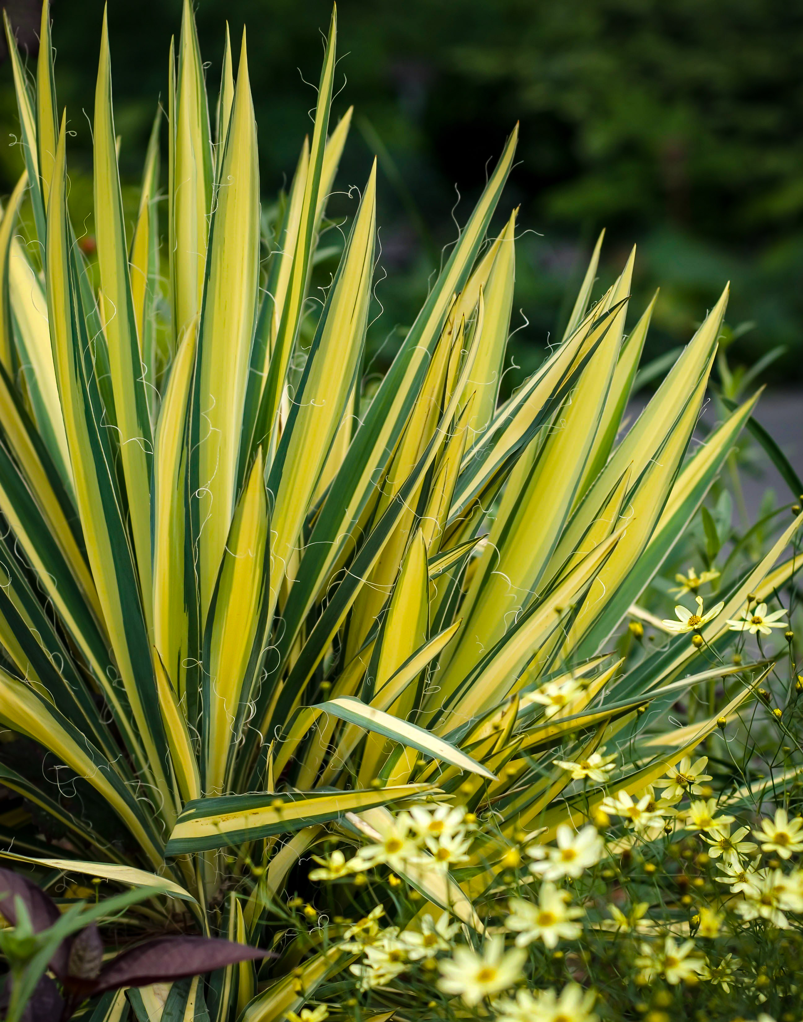 Golden Sword Yucca Plants For Sale Online | The Tree Center™