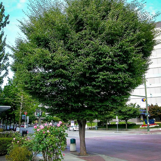 buy zelkova trees online the tree center buy zelkova trees online the tree center