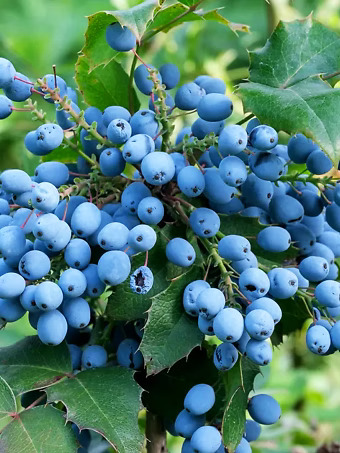 Oregon Grape Holly