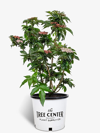 Black Tower Elderberry