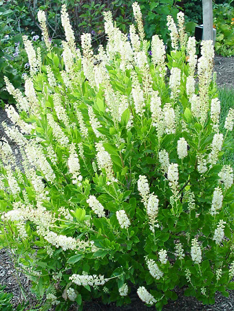 Sixteen Candles Summersweet